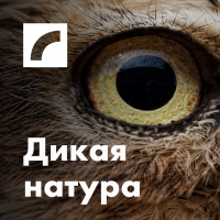 Saite uz raidījumu Дикая натура